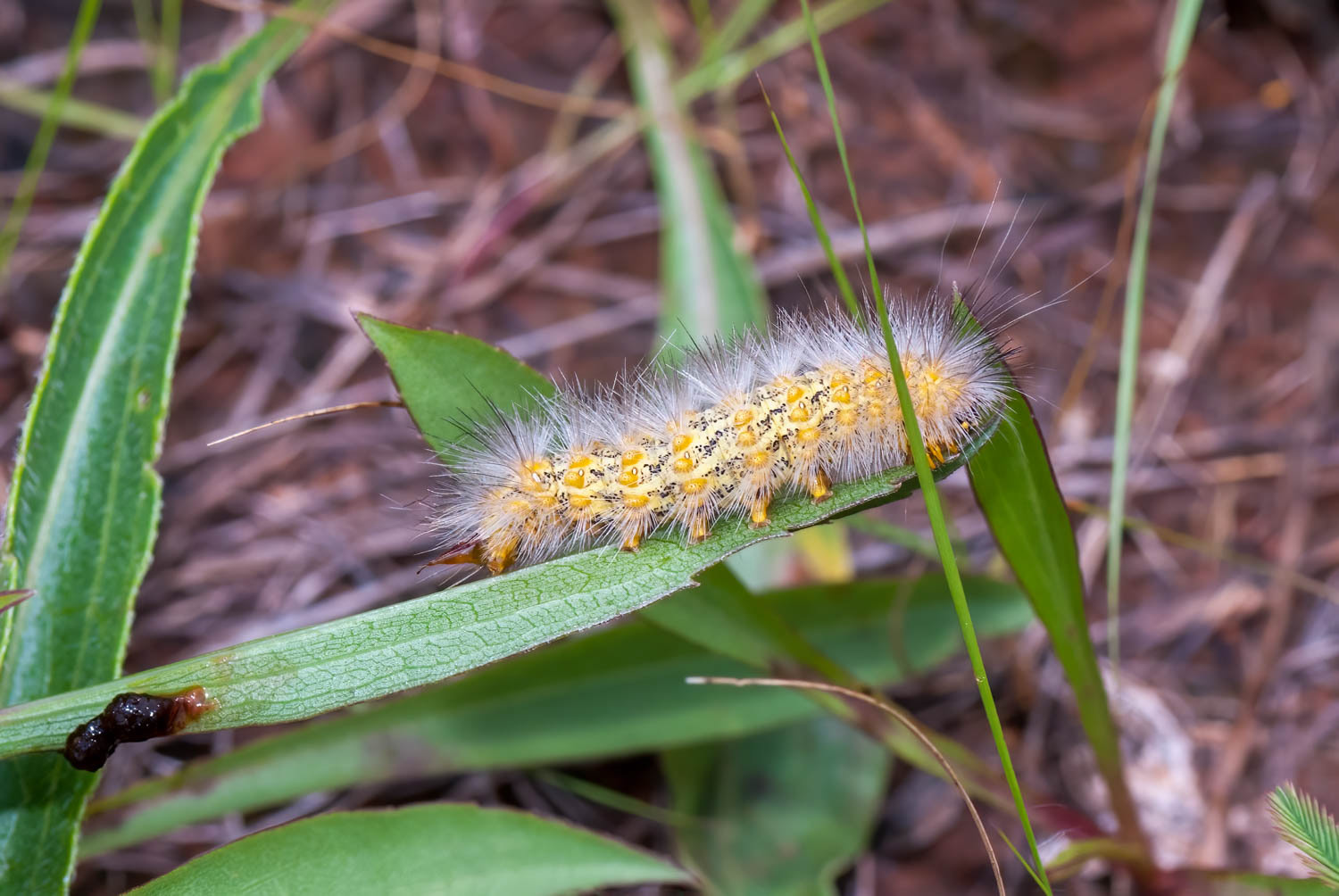 Salt Marsh Moth Caterpillar (Estigmene acrea)