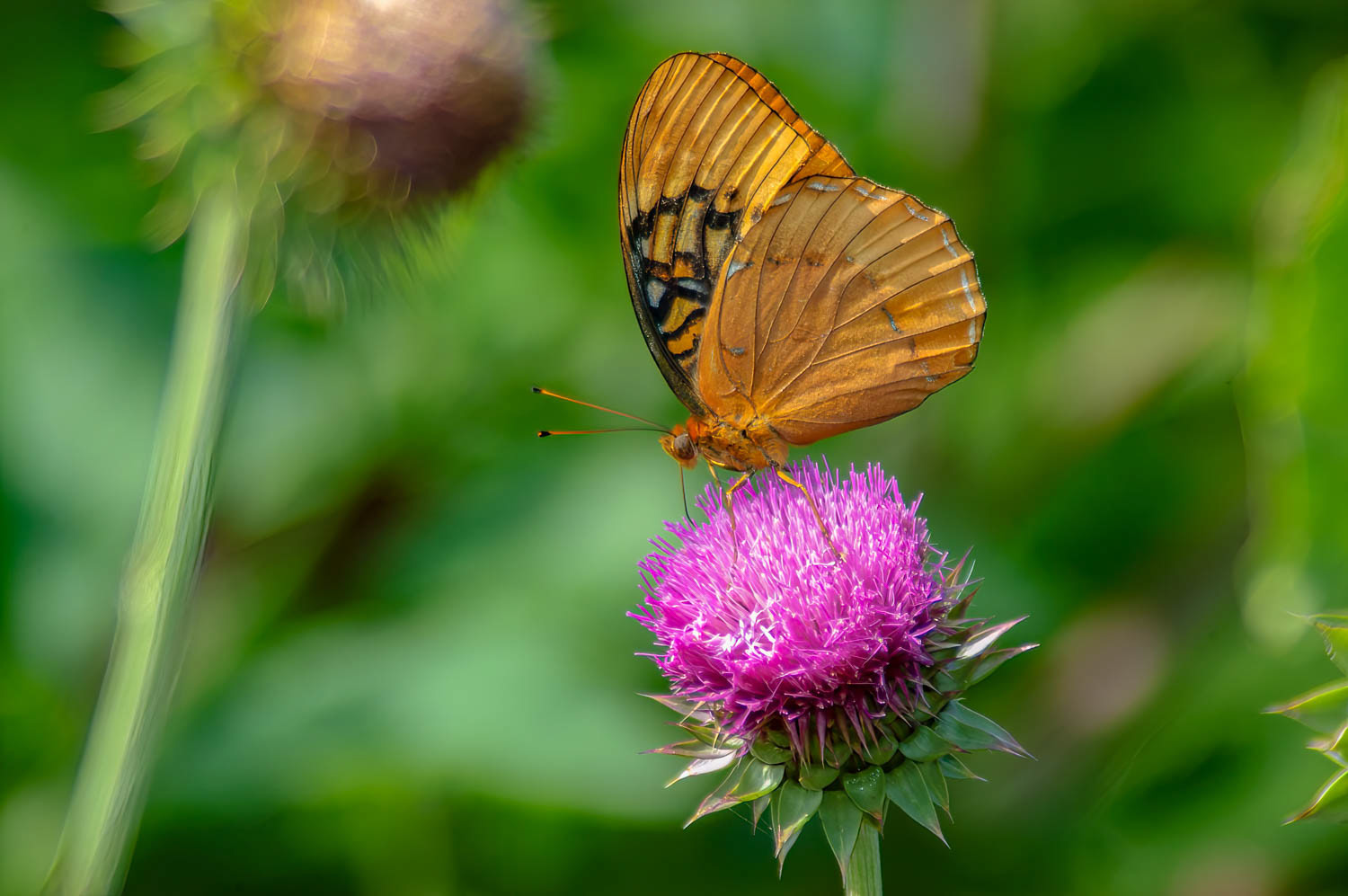 Diana Fritillary (Speyeria diana )