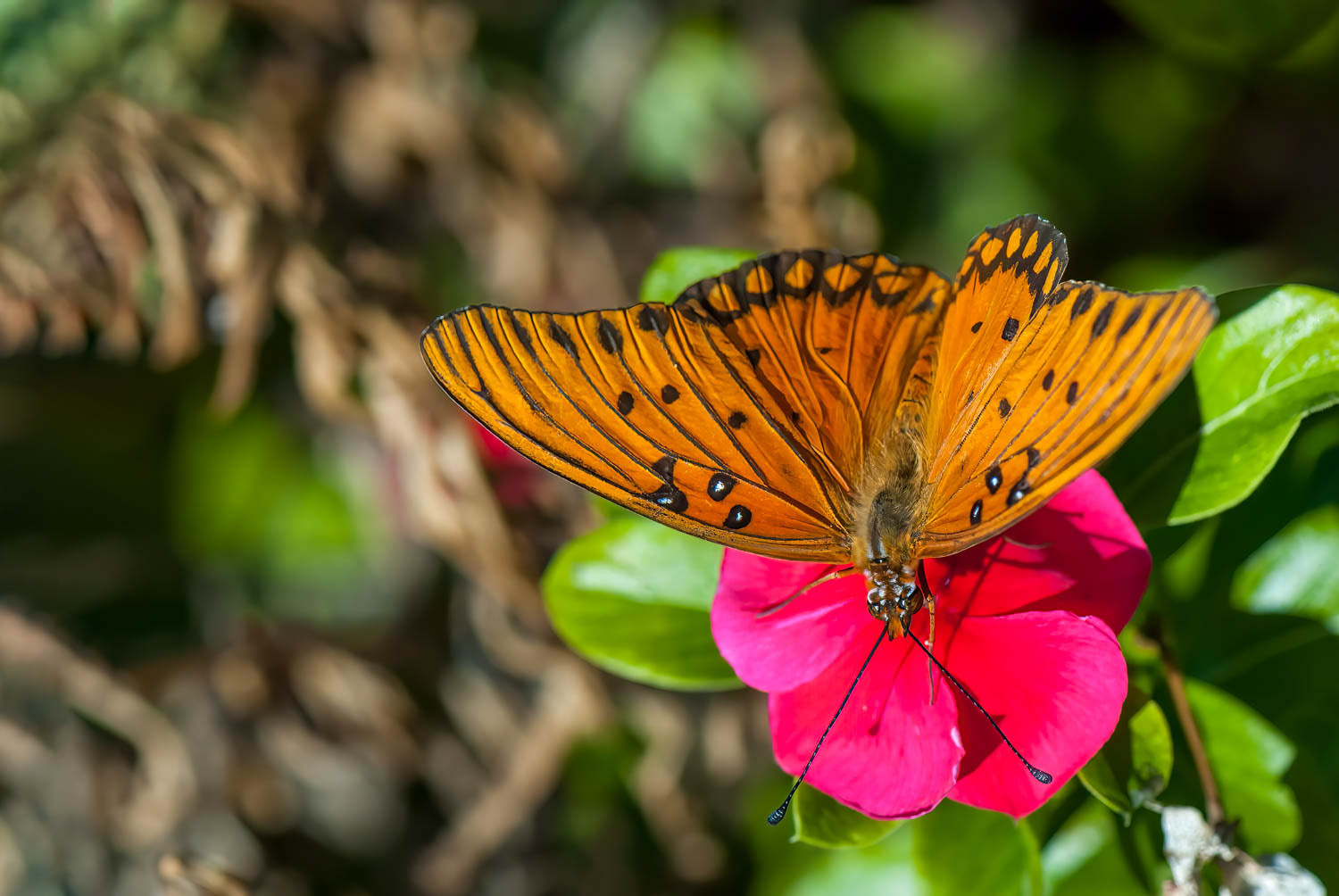 Gulf Fritillary (Agraulis vanillae)