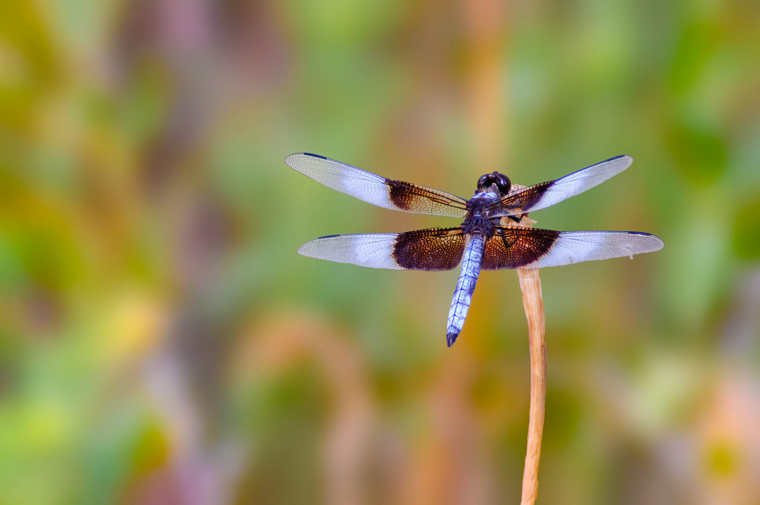 Widow Skimmer (Libellula luctuosa) Male