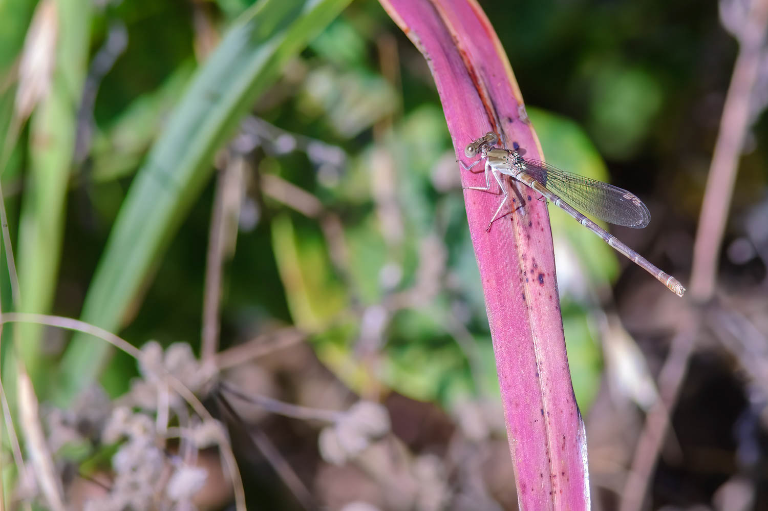 Variable Dancer (Argia fumipennis) Female