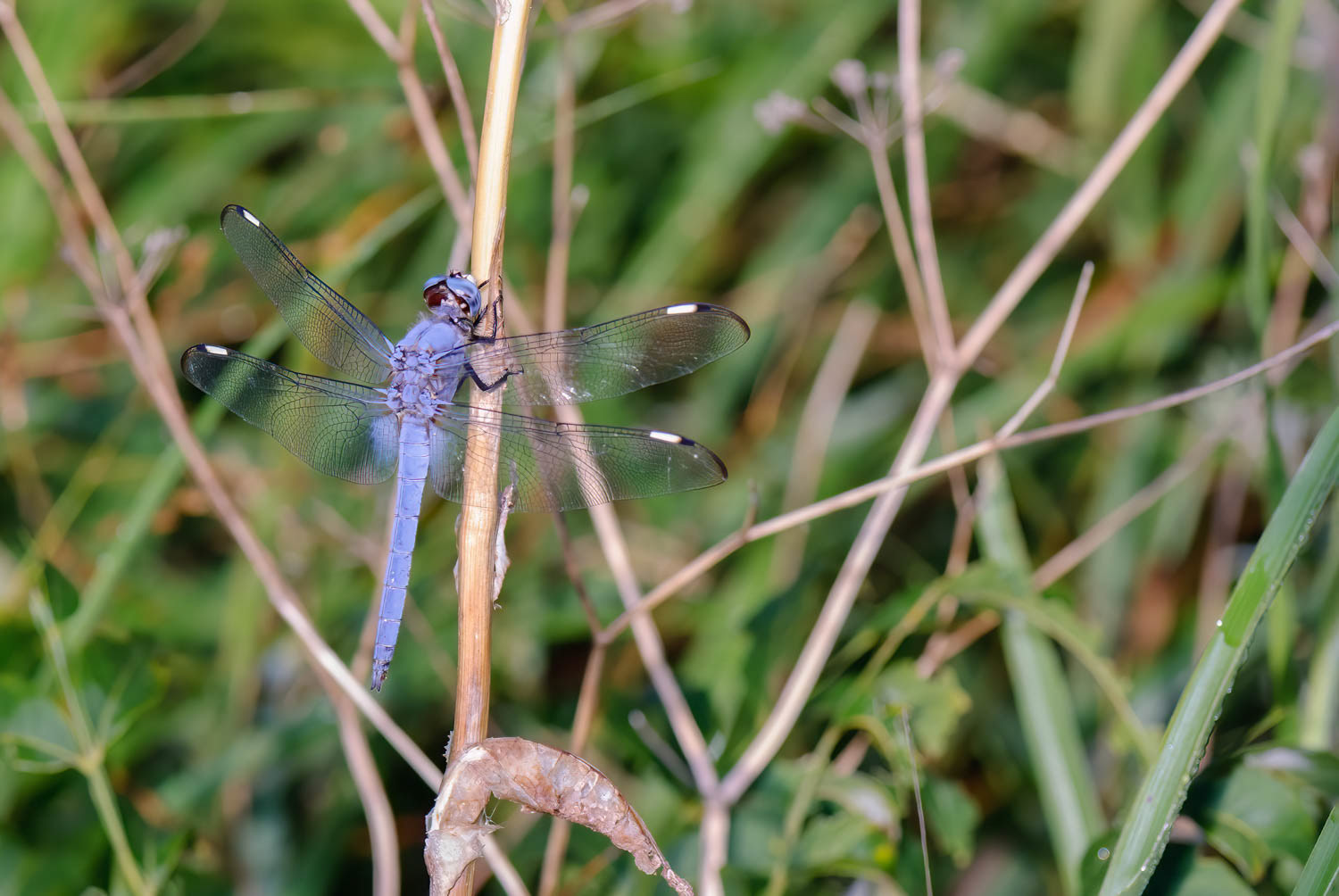 Comanche Skimmer (Libellula comanche) Male