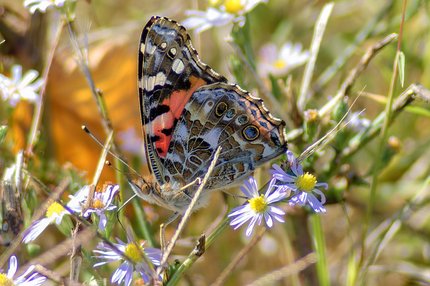 Paintes Lady (Vanessa cardui)