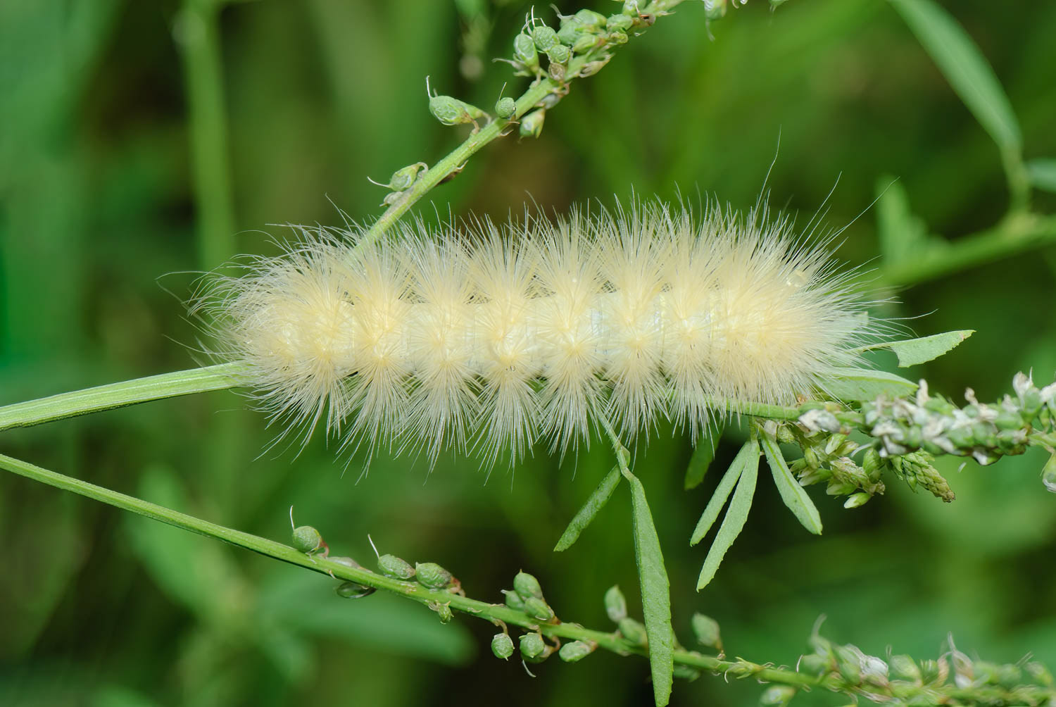 Tissue Moth Caterpillsr(Triphosa haesitata)