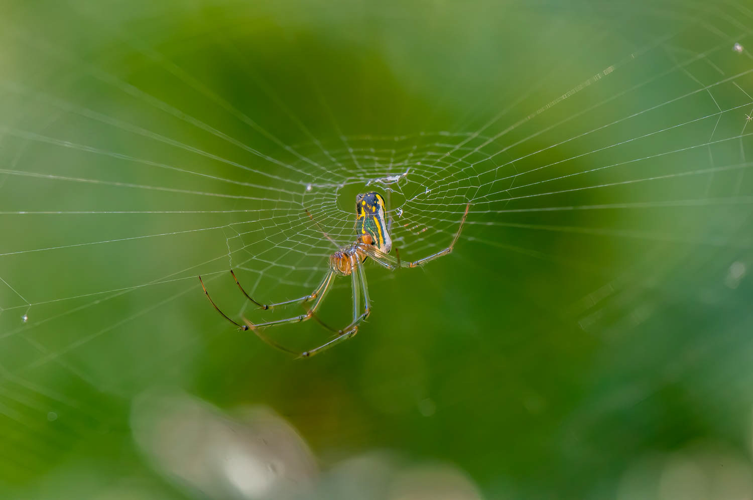 Orchard Orbweaver (Leucauge venusta)