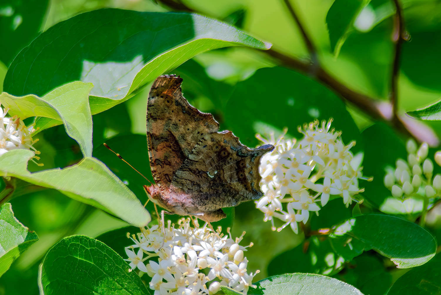 Question Mark Butterfly (Polygonia interrogationis)