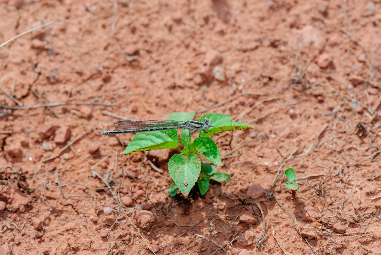 Aztec Dancer (Argia nahuana)