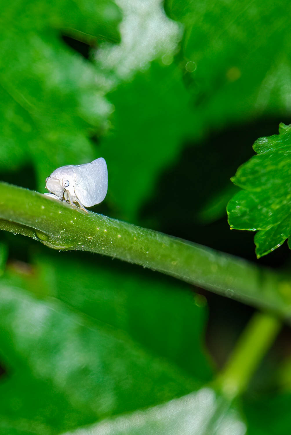 Citrus Flatid Planthopper (Metcalfa pruinosa)