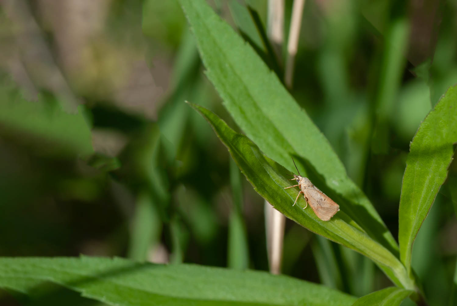 Tawny Holomelina (Virbiaopella)