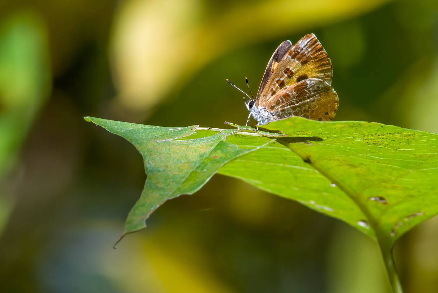 Harvester (Feniseca tarquinius )