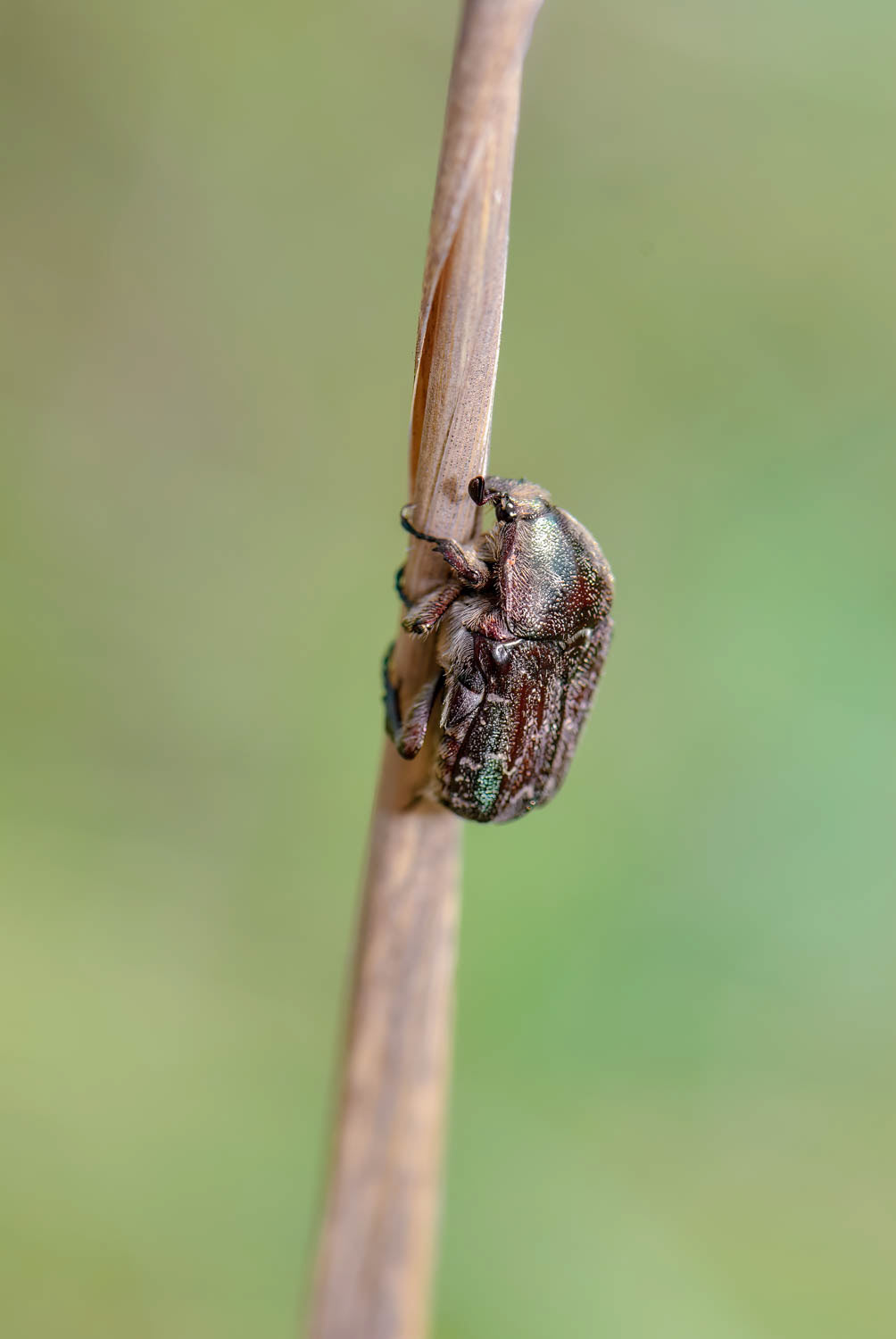 Bee-like Flower Scarab Beetle (Trichiotinus spp.)
