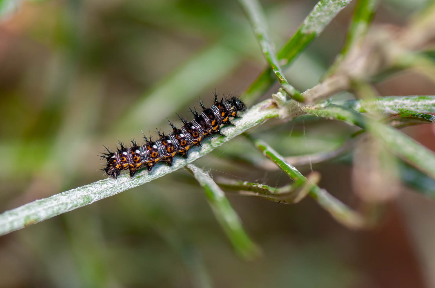 American Lady Caterpillar (Vanessa virginiensis)