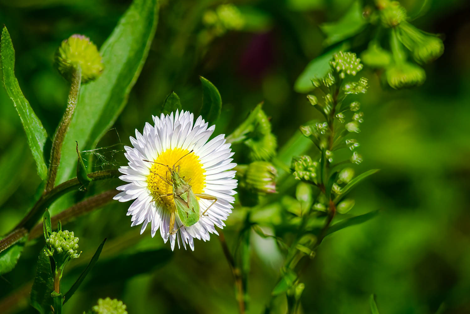 Plant Bug