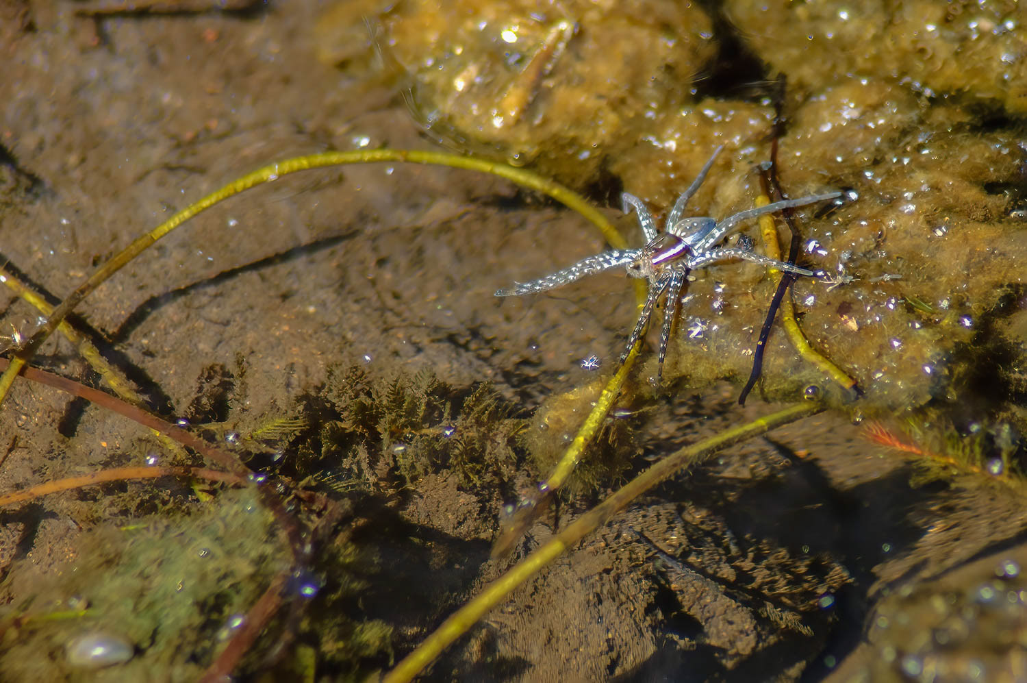 Six-spotted Fishing Spider (Dolomedes triton)