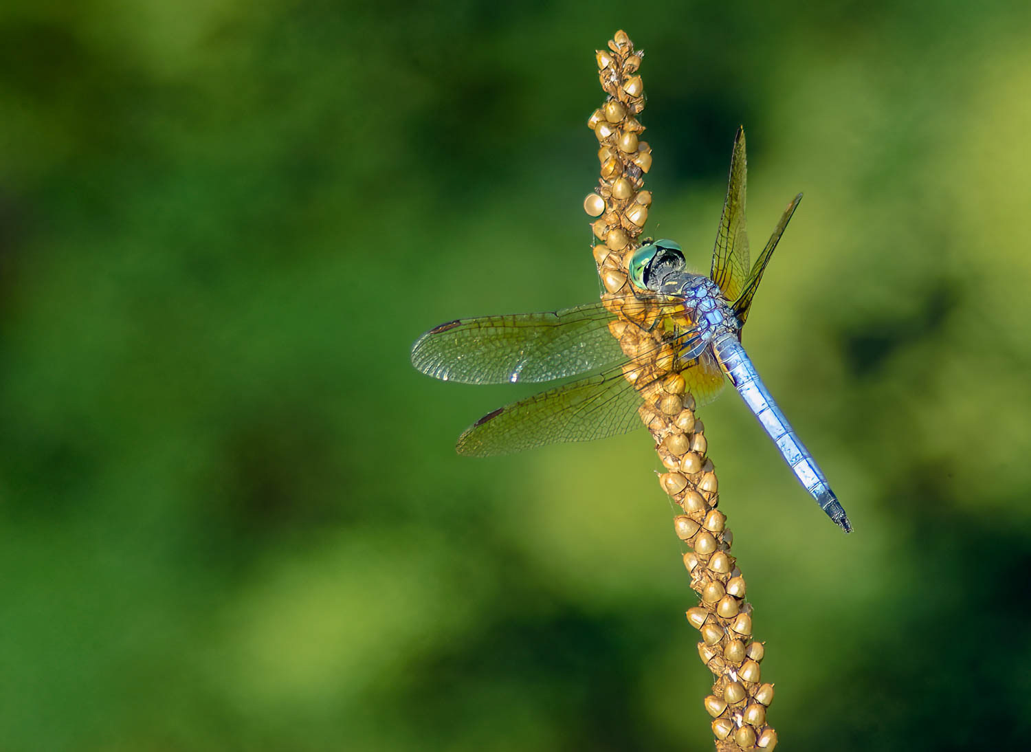 Blue Dasher (Pachydiplax longipennis)