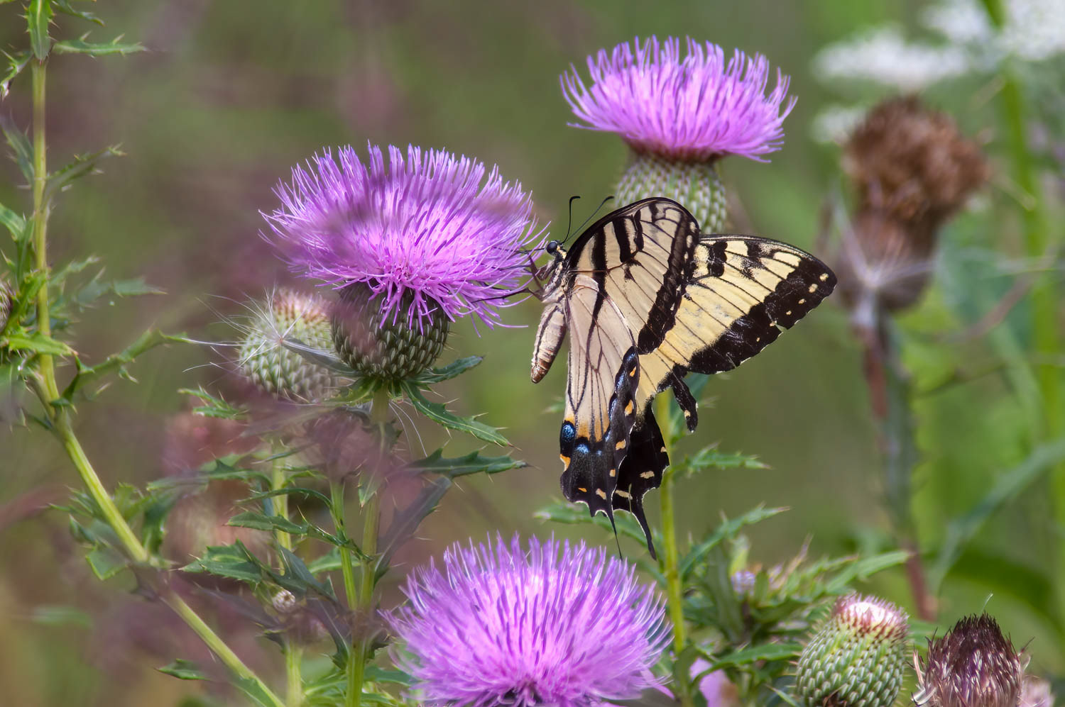 Eastern Tiger Swallowtail (Pterourus glaucus)
