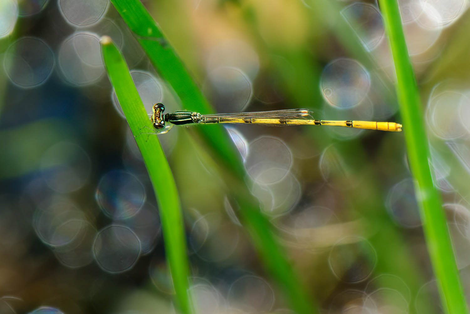 Citrine Forktail (Ischnura hastata