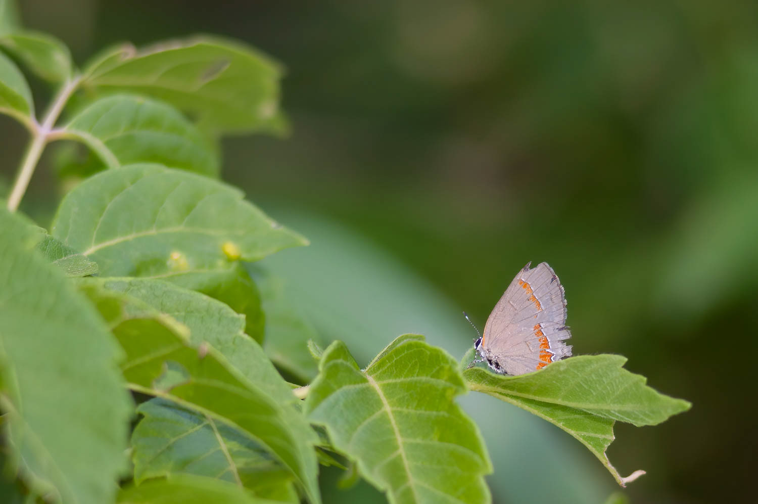 Red-banded Hairstreak (Calycopis cecrops)
