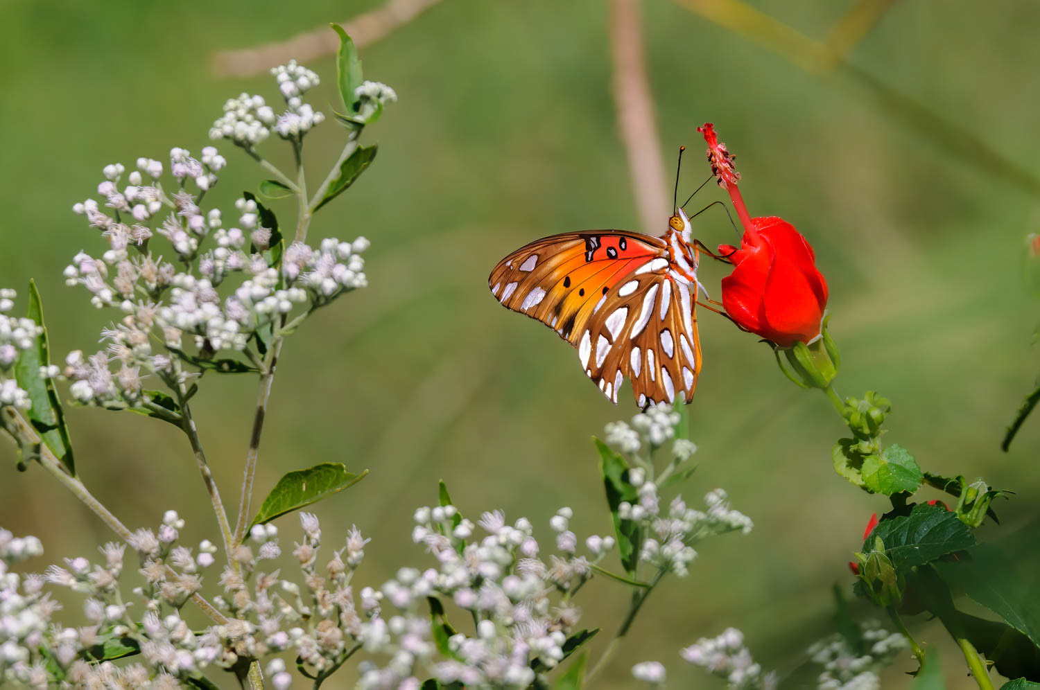 Gulf Fritillary (Agraulis vanillae)
