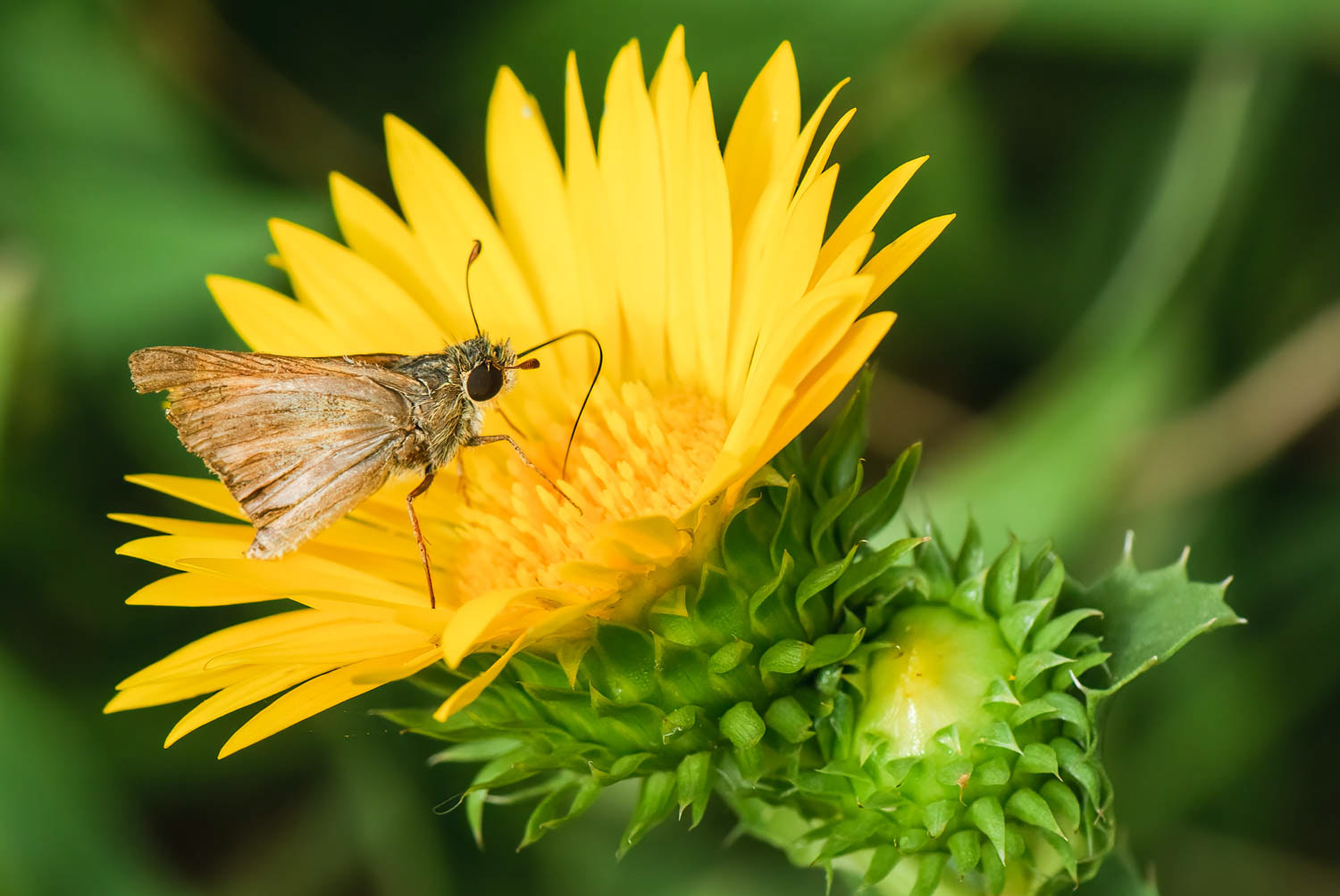 Dun Skipper Euphyes vestris