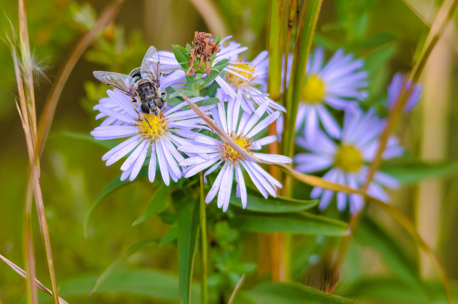 Bee Fly (Exposopropa sp)