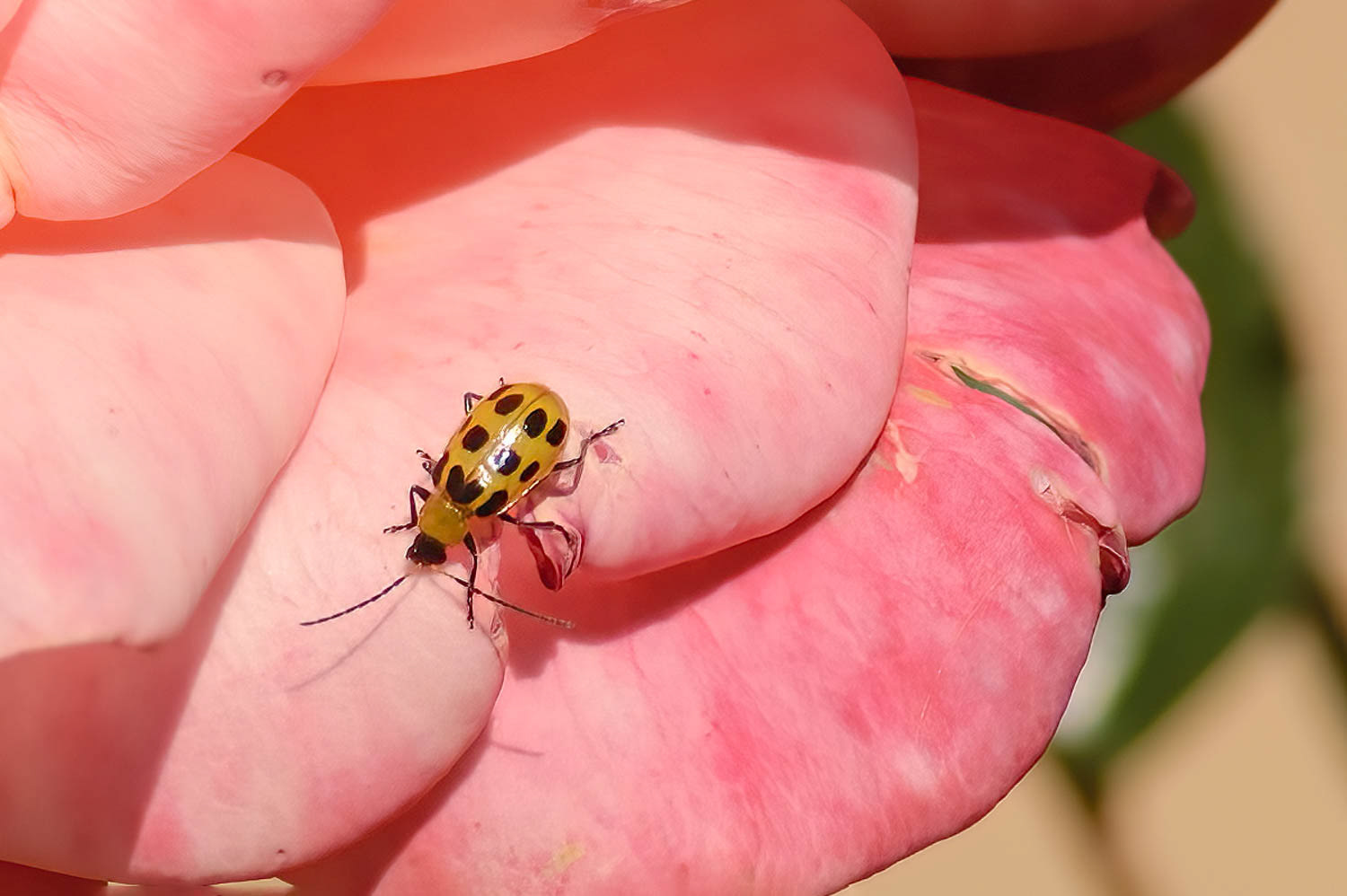Cucumer Beetle (Diabrotica undecimpunctata)