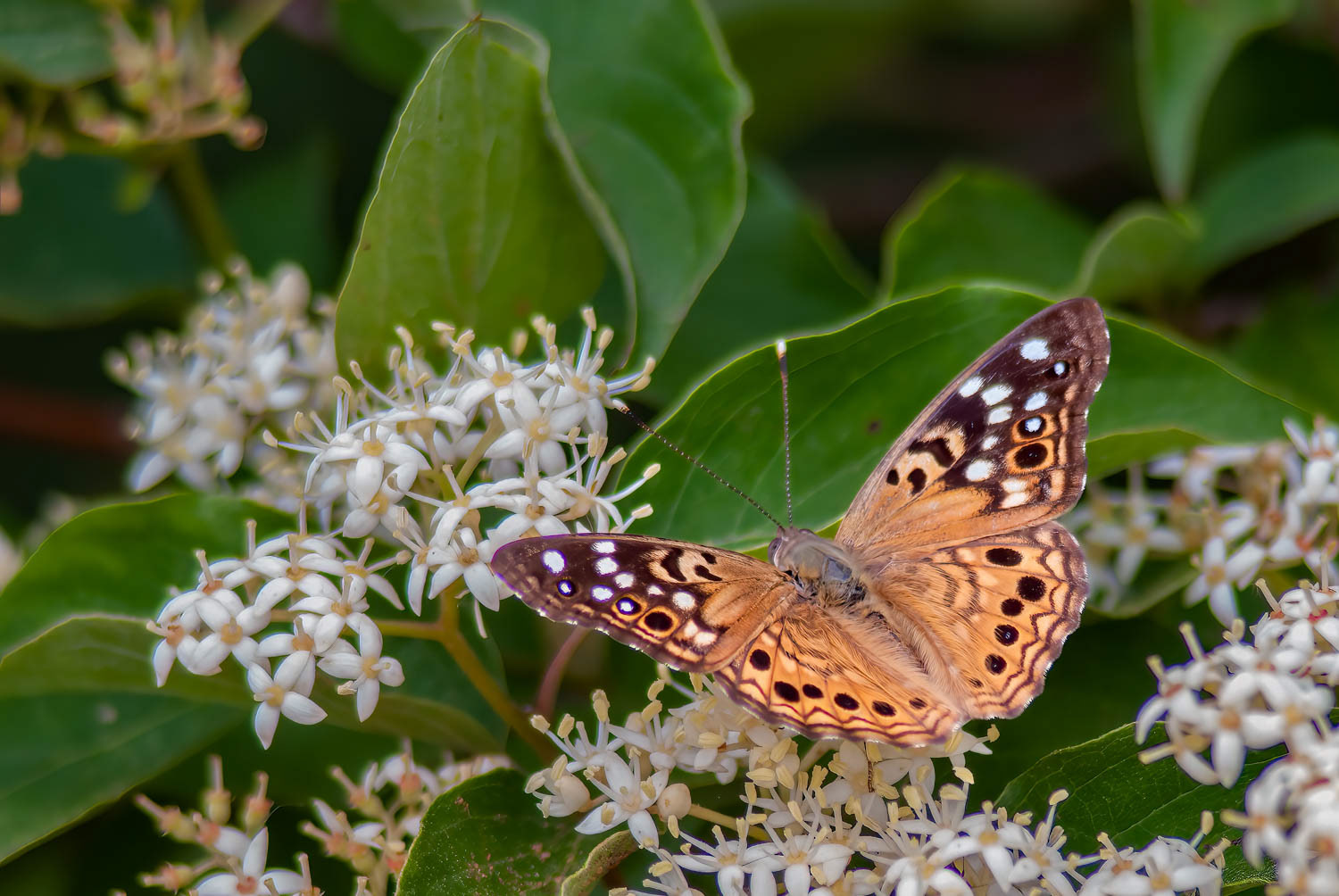 Hackberry Emperor (Asterocampa celtis)