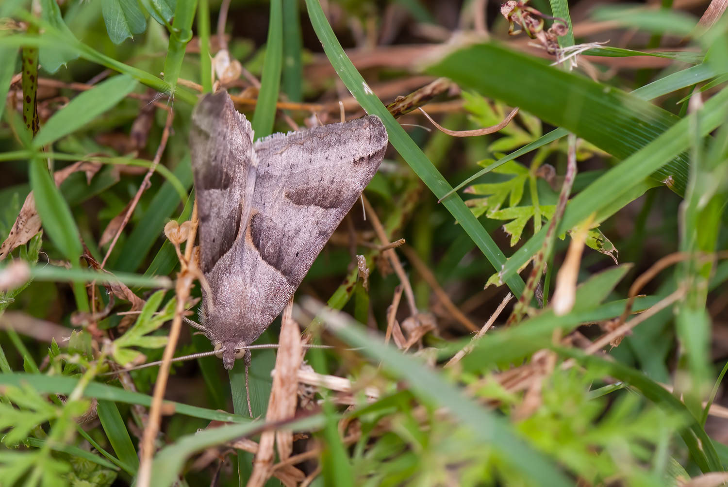 Forage Looper (Caenurgina erechtea)