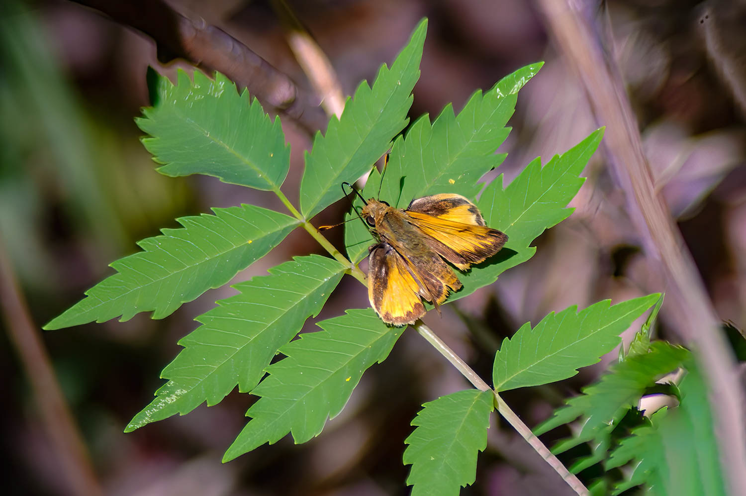 Zabulon Skipper (Lon zabulon)