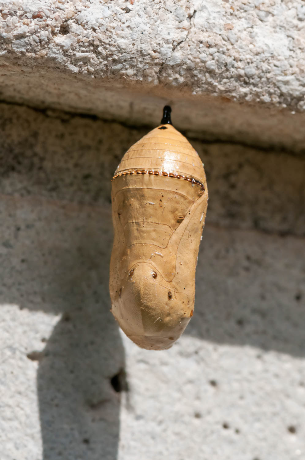 Parasitized Chrysalis