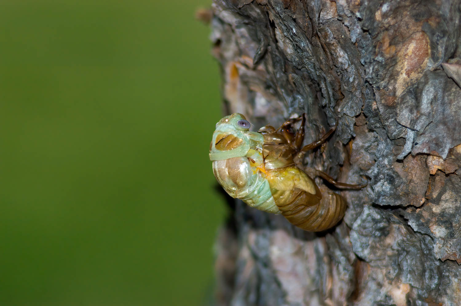 Emerging Cicada