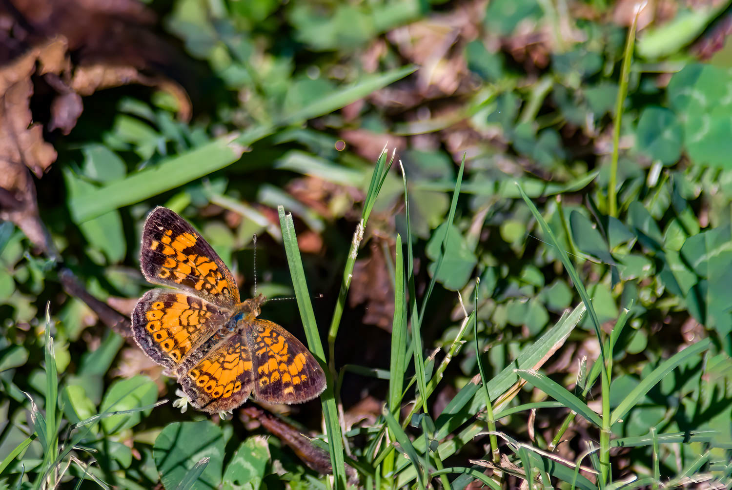 Pearl Crescent (Phyciodes tharos)