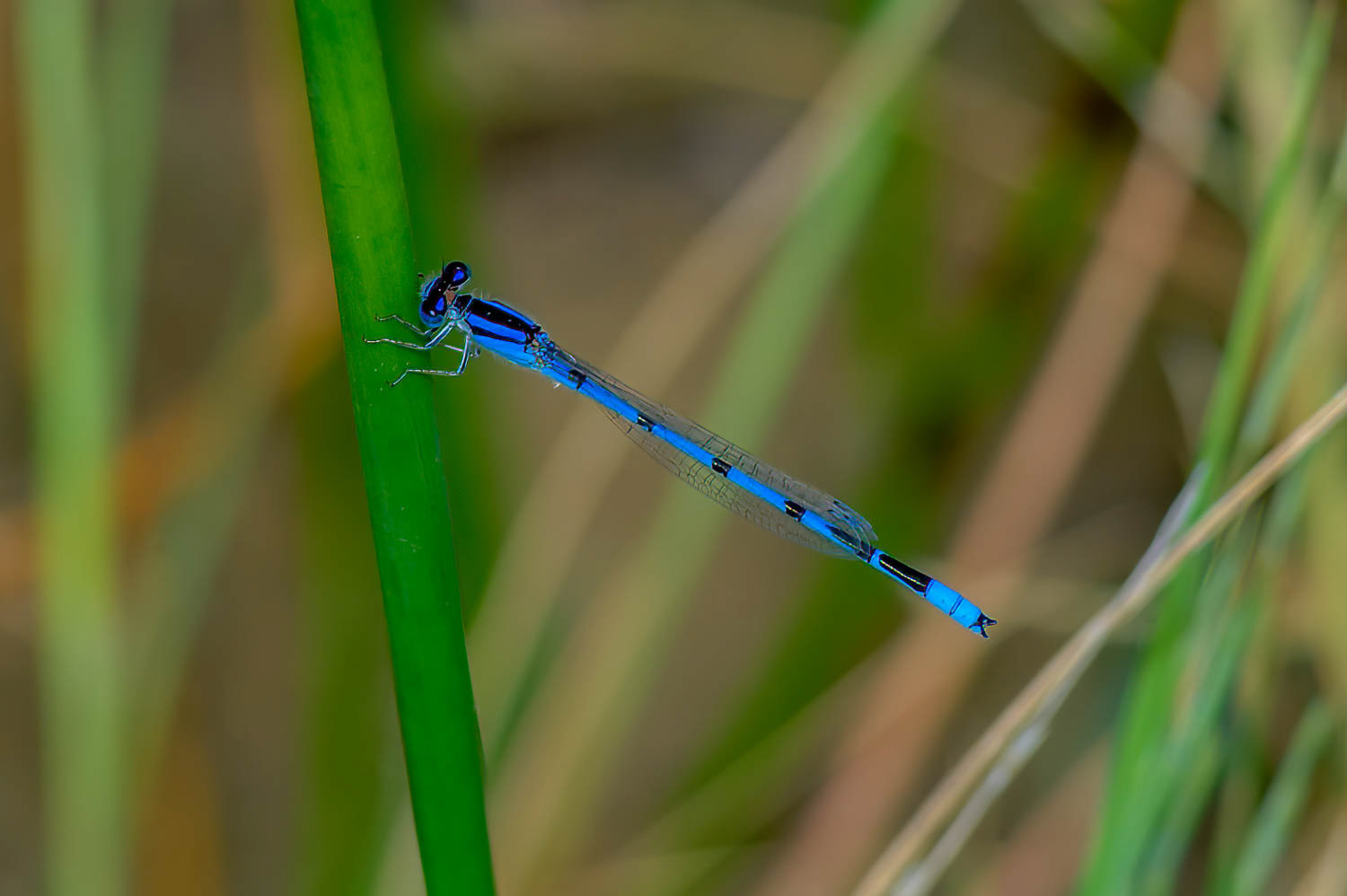 Familiar Bluet (Enallagma civile) Male