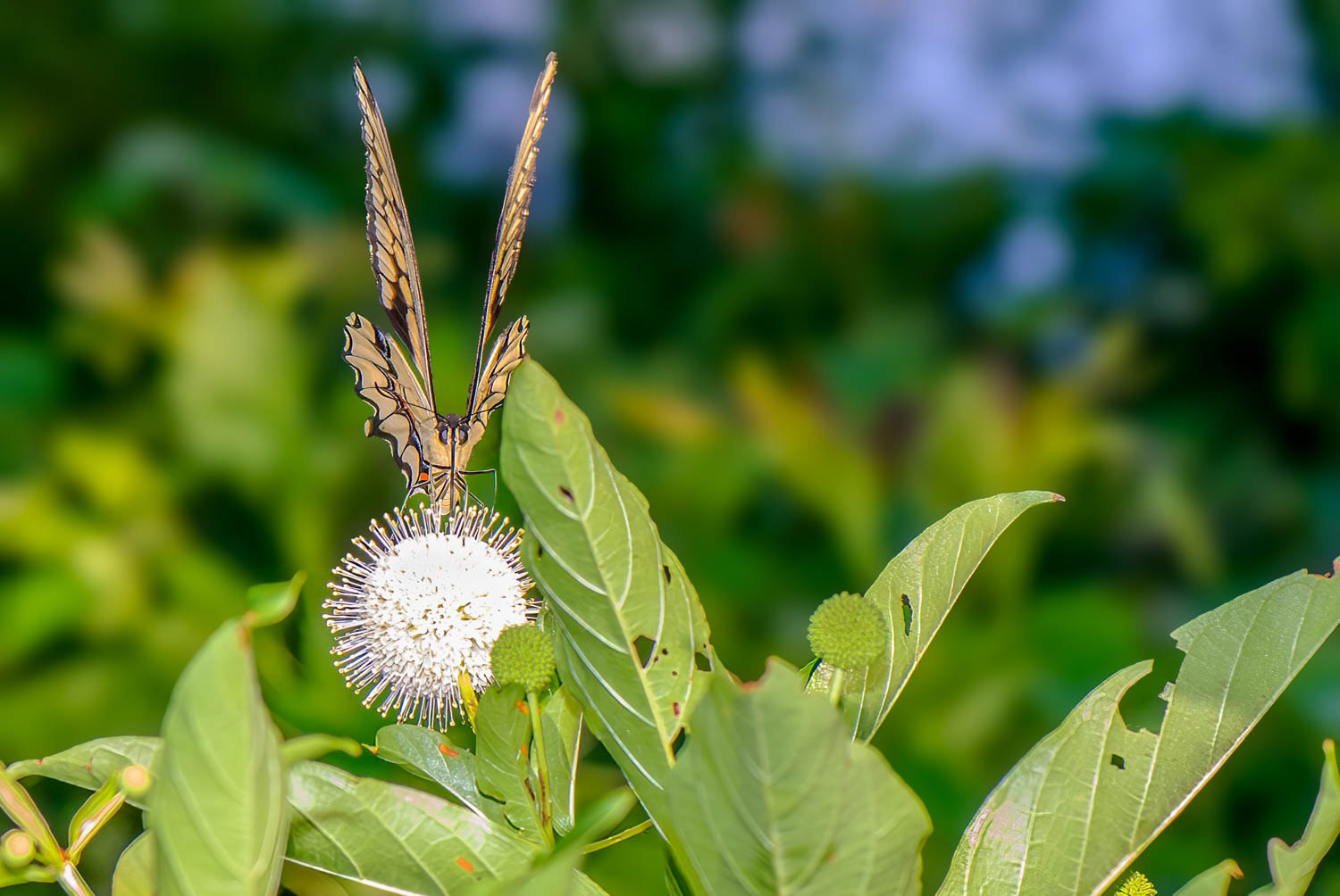 Eastern Tiger Swallowtail (Pterourus glaucus)