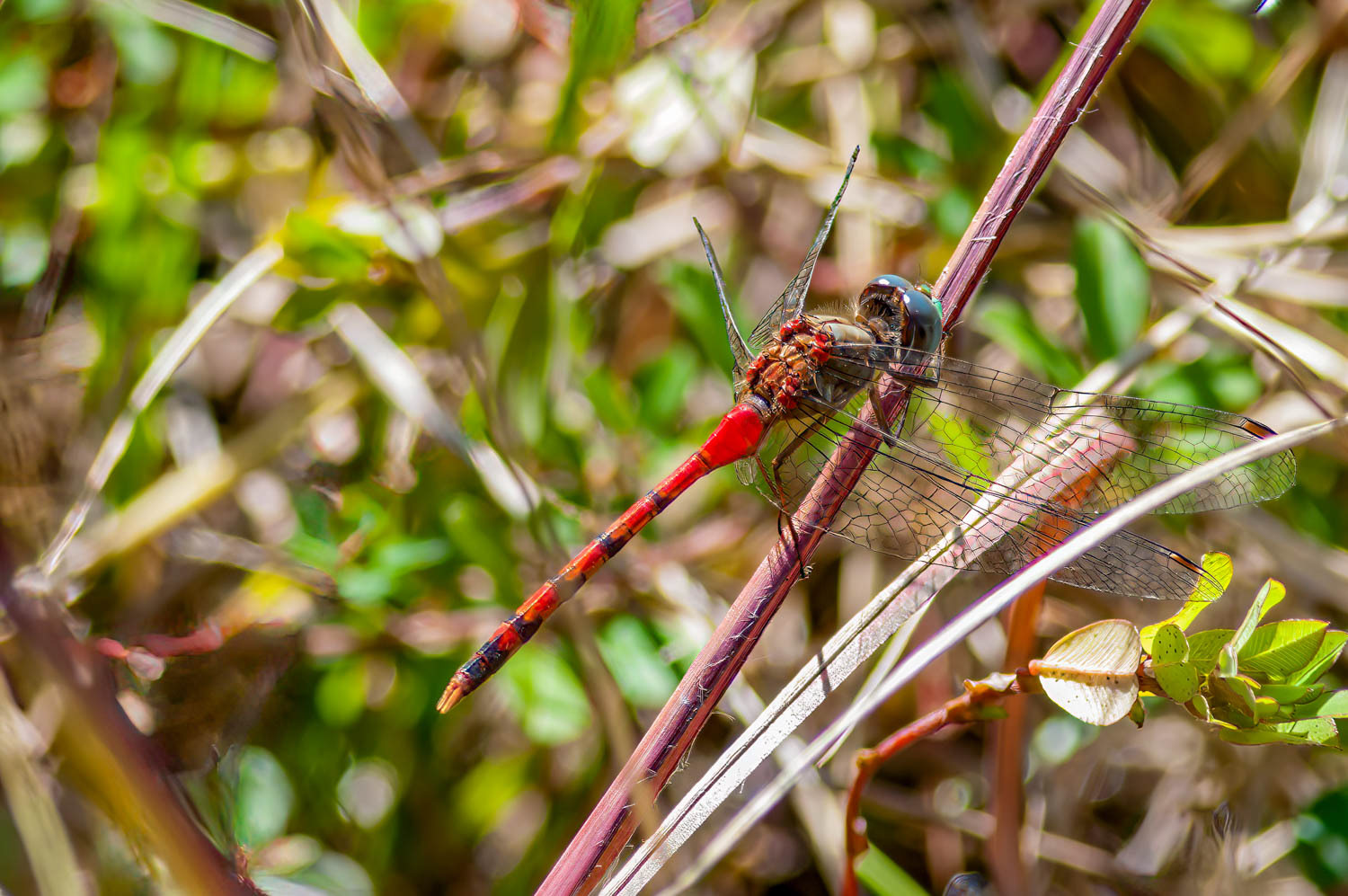 Yellow Legged Meadowhawk (Sympetrum vicinum)