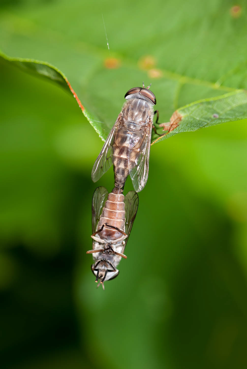 Deer Flies - Breeding Pair