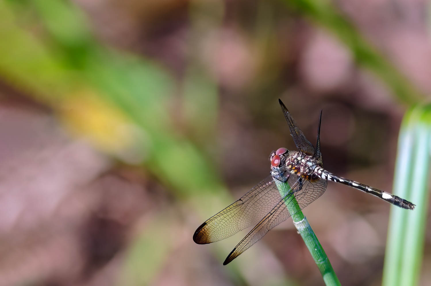 Checkered Setwing (Dythemis fugax) Female