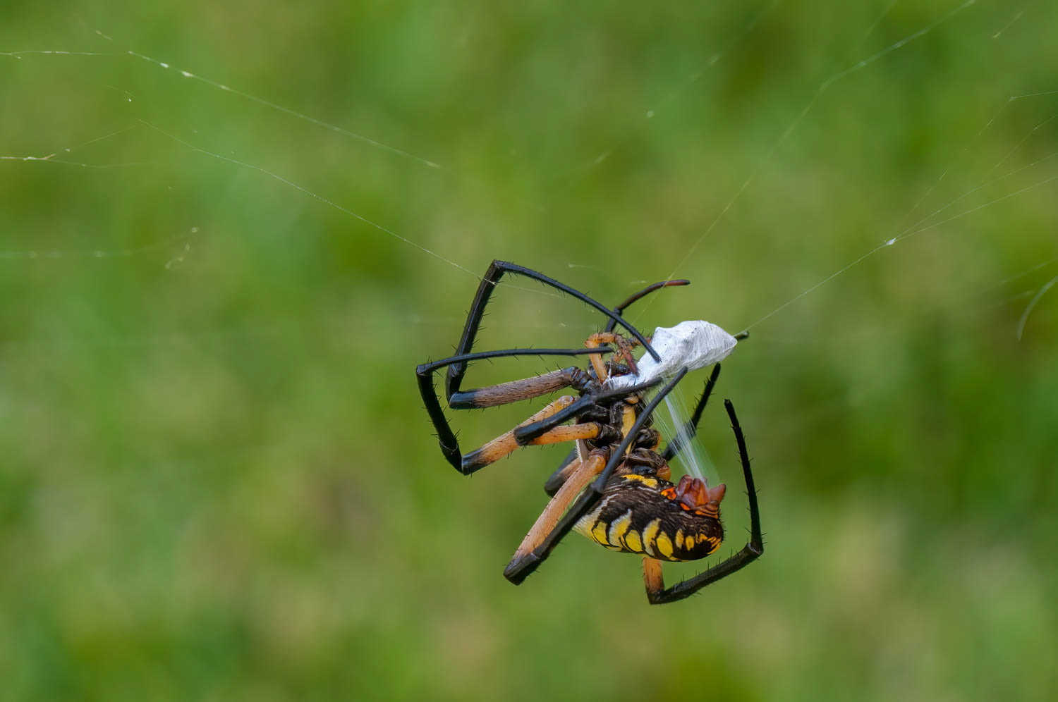 Black & Yellow Garden Spider