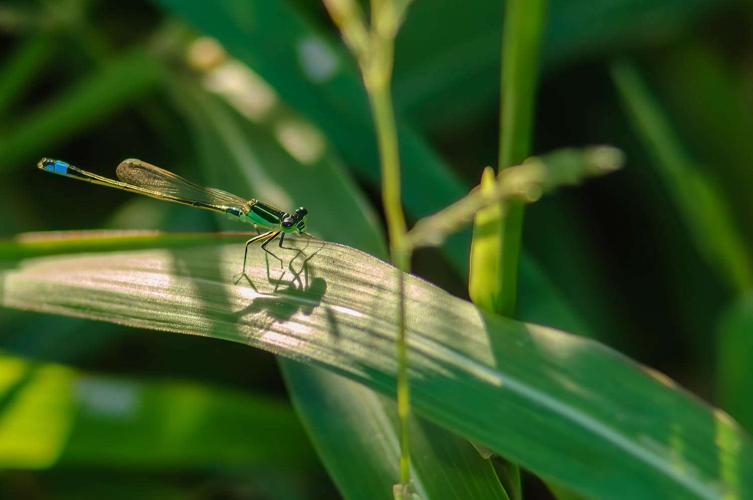 Ramburs Forktail Male (Ischnura Ramburii)