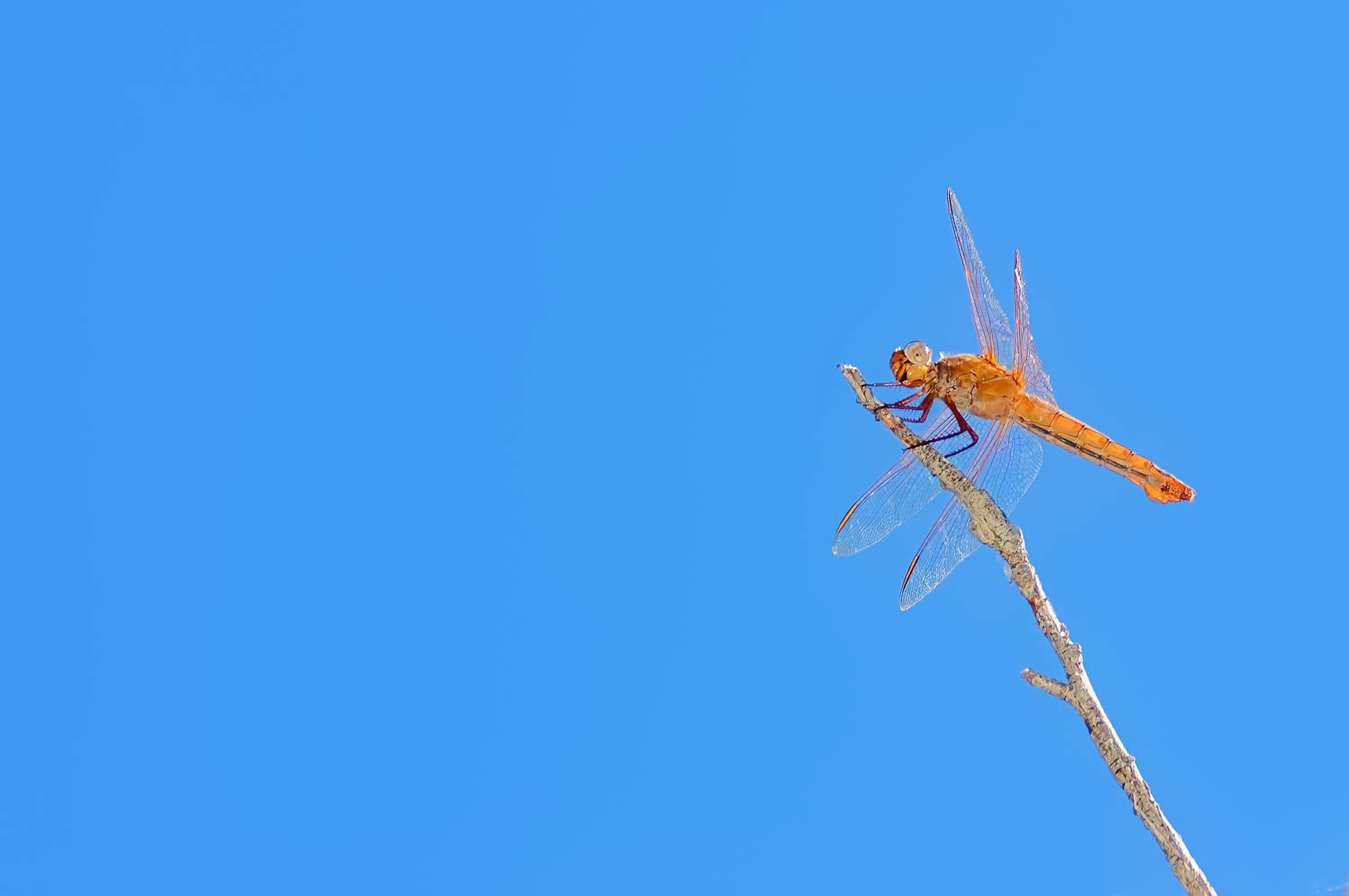 Flame Skimmer (Libellula saturata)