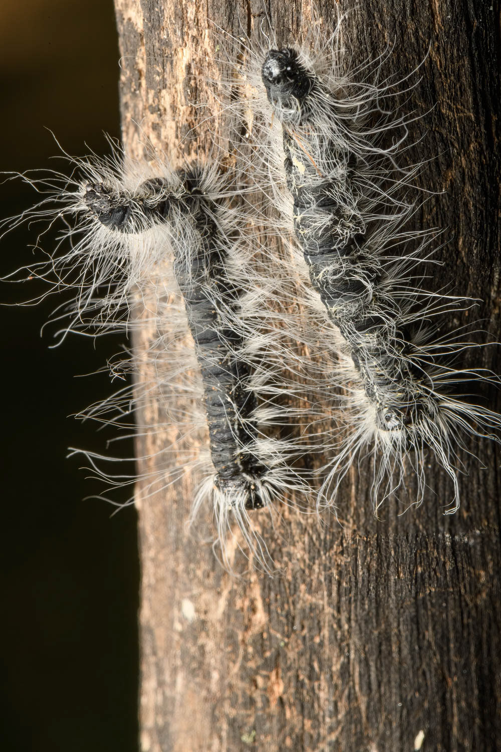 Walnut Moth (Datana integerrima)