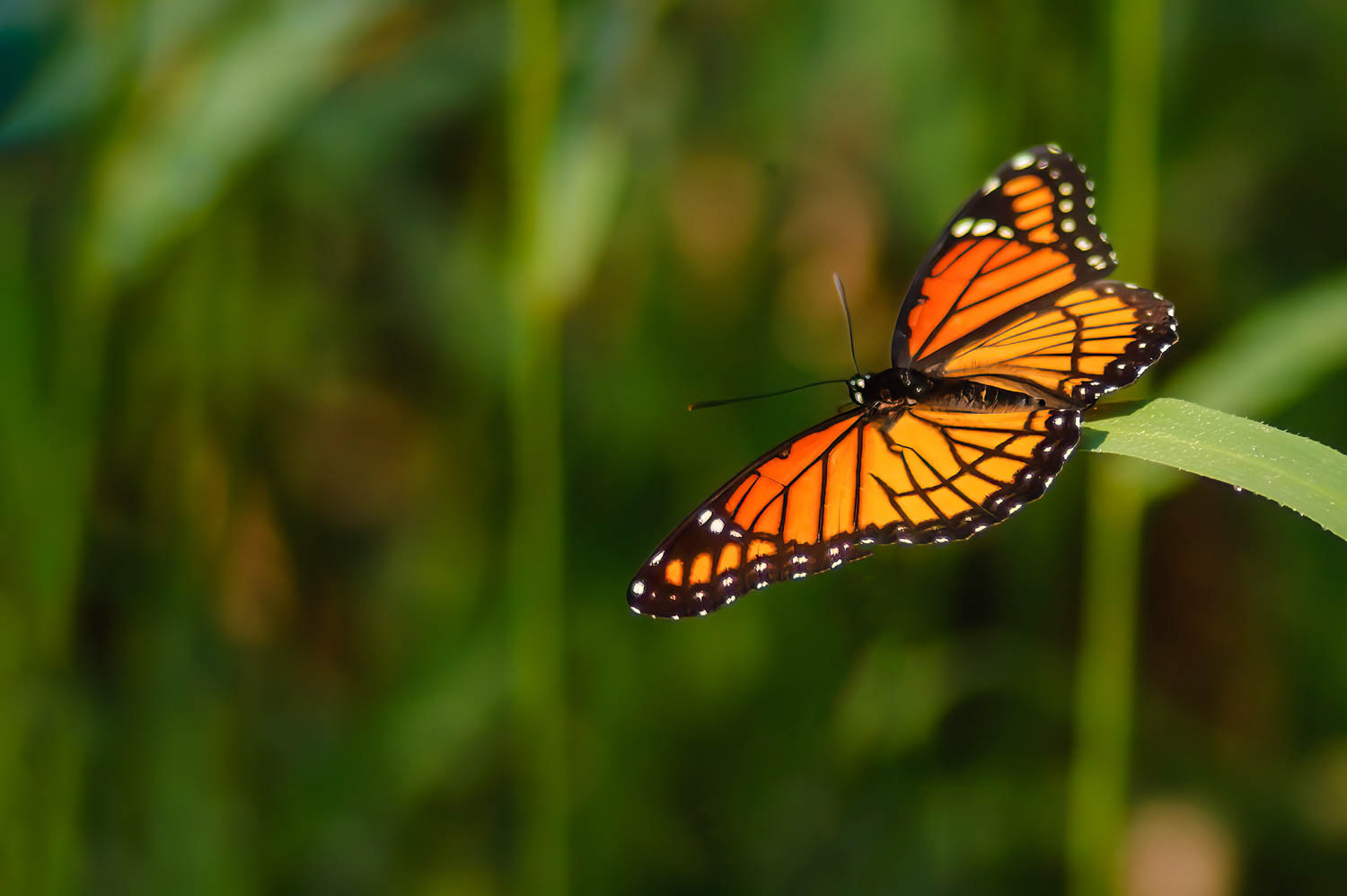 Viceroy (Limenotis archippus)
