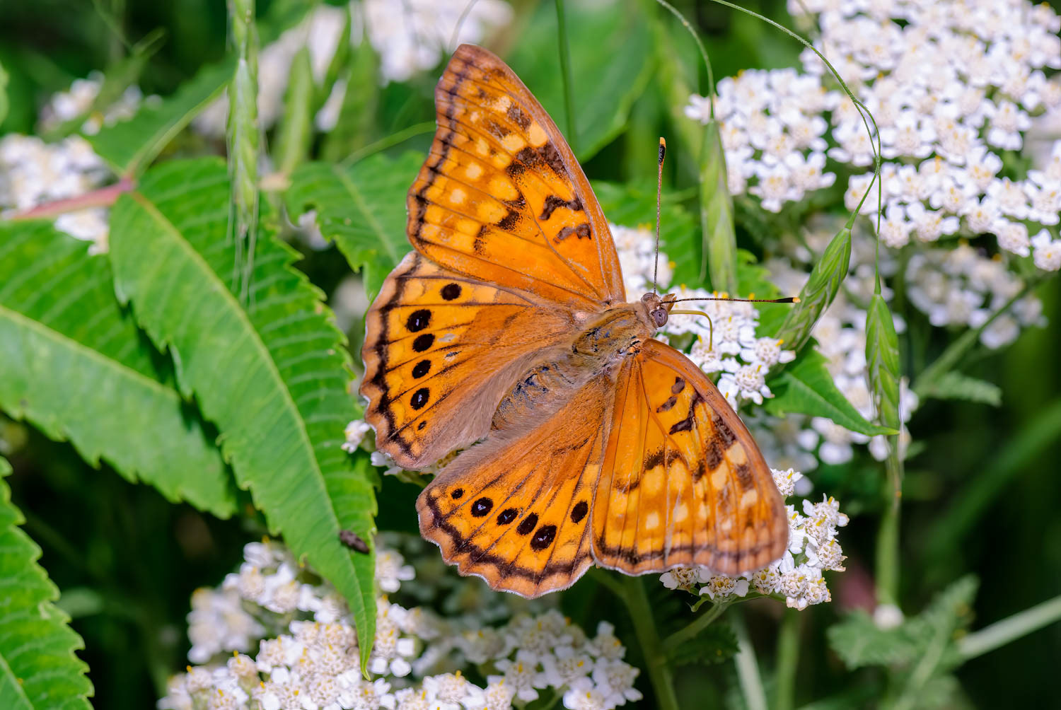 Tawny Emperor (Asterocampa clyton)