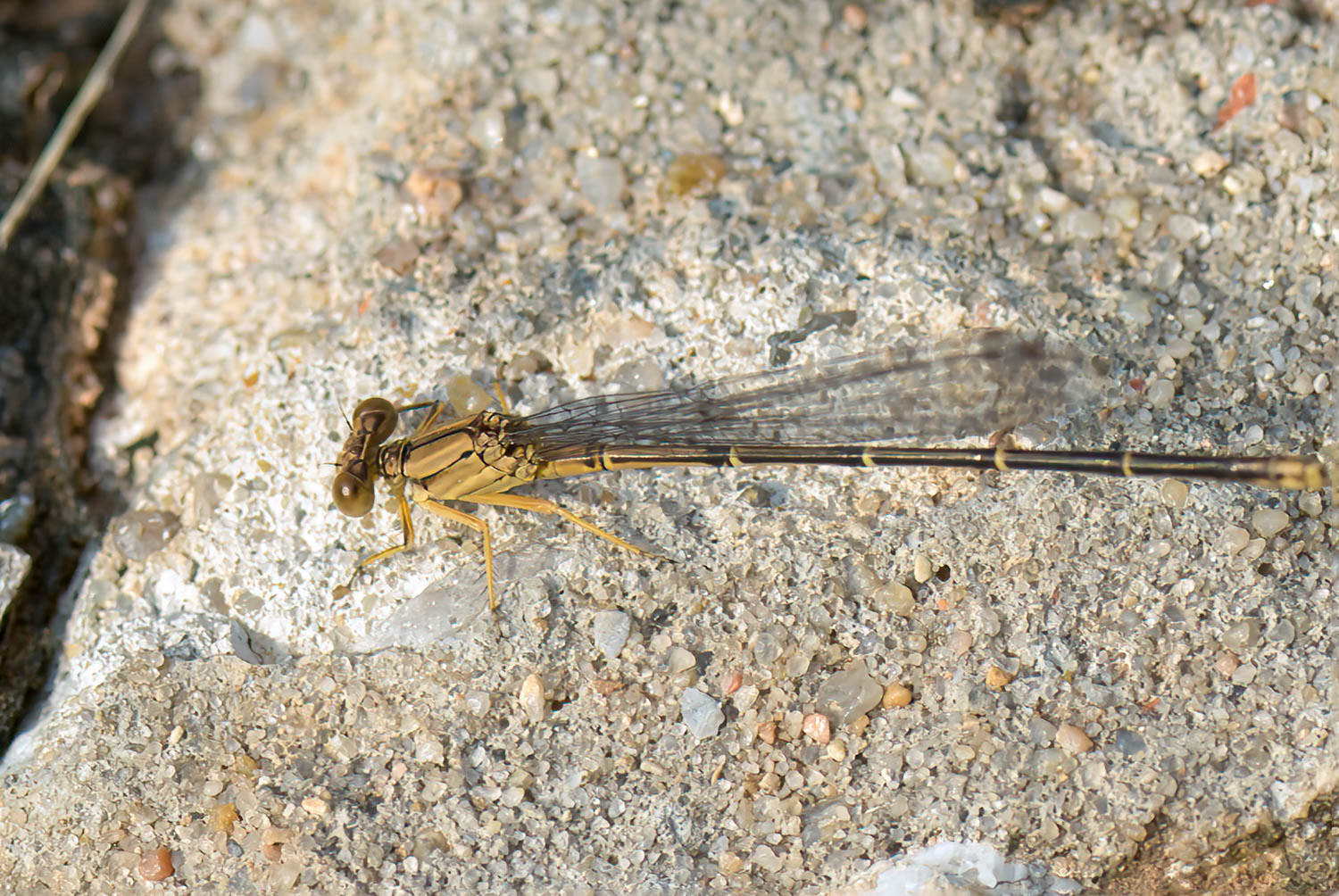 Blue-ringed Dancer (Argia sedula) Female