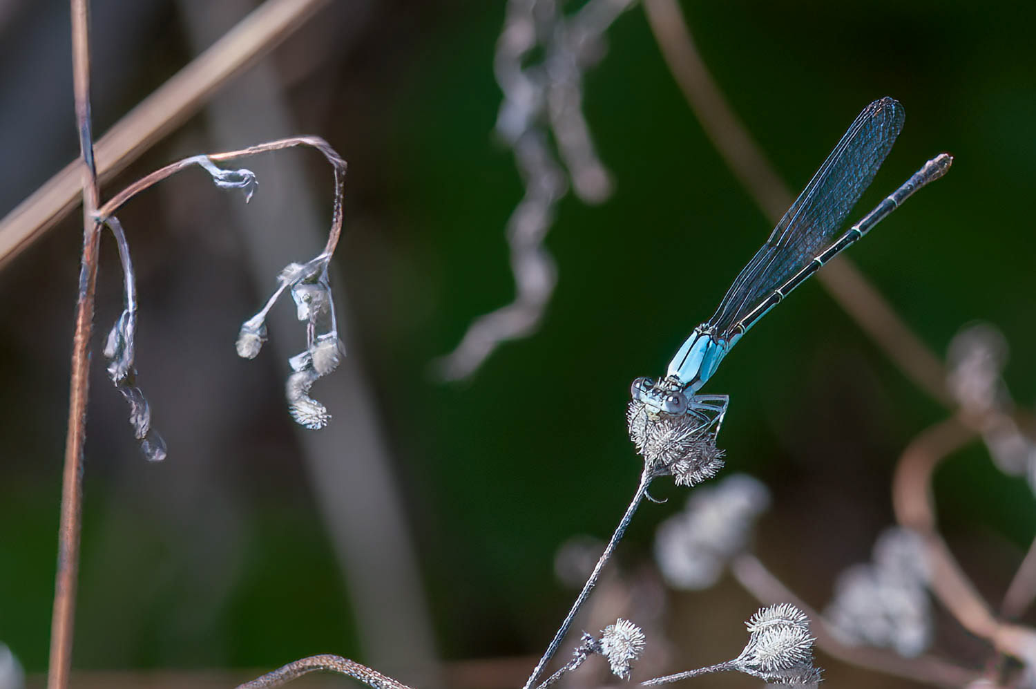 Blue-ringed Dancer (Argia sedula) Male