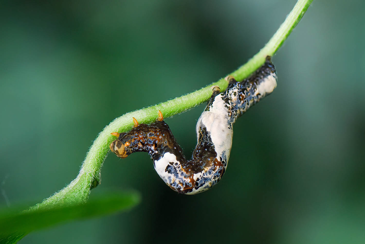Moonseed Moth (Plusiodonta compressipalpis)
