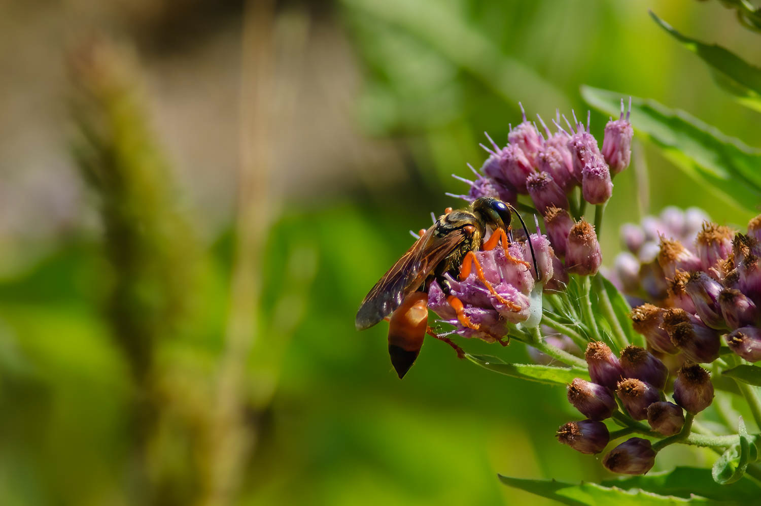 Golden Digger Wasp ( (Sphex ichneumoneus)