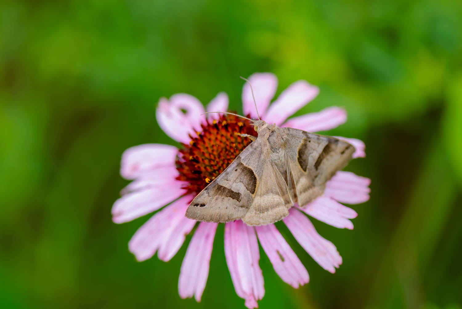 Corn Earworm Moth (Helicoverpa zea)