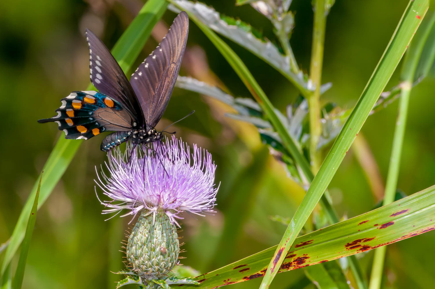 Pipevine Swallowtail Battus philenor)