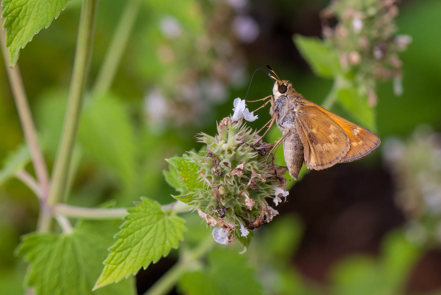 Sachem Skipper (Atalopedes campestris)